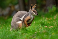 Klokan zlutonohy - Petrogale xanthopus - Yellow-footed Rock Wallaby o2532